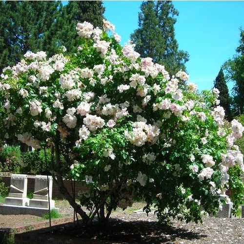 Alb - Trandafir copac cu trunchi înalt - cu flori mărunți - coroană tufiș